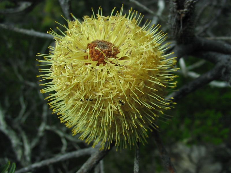 Banksia with Ants.jpg